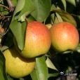 《红肖梨_百度百科》红肖梨是蔷薇科梨属的野生果树品种，因果实色泽红艳、外形酷似苹果，俗称北京红梨，又称雄关红，素有“京北名果”之称。单果重约120克，最大可达600克以上，果皮黄绿底色覆鲜红阳面，果肉白色多汁，含可溶性固形物8%-10%，常温可储至次年5-6月。该品种集中分布 ​