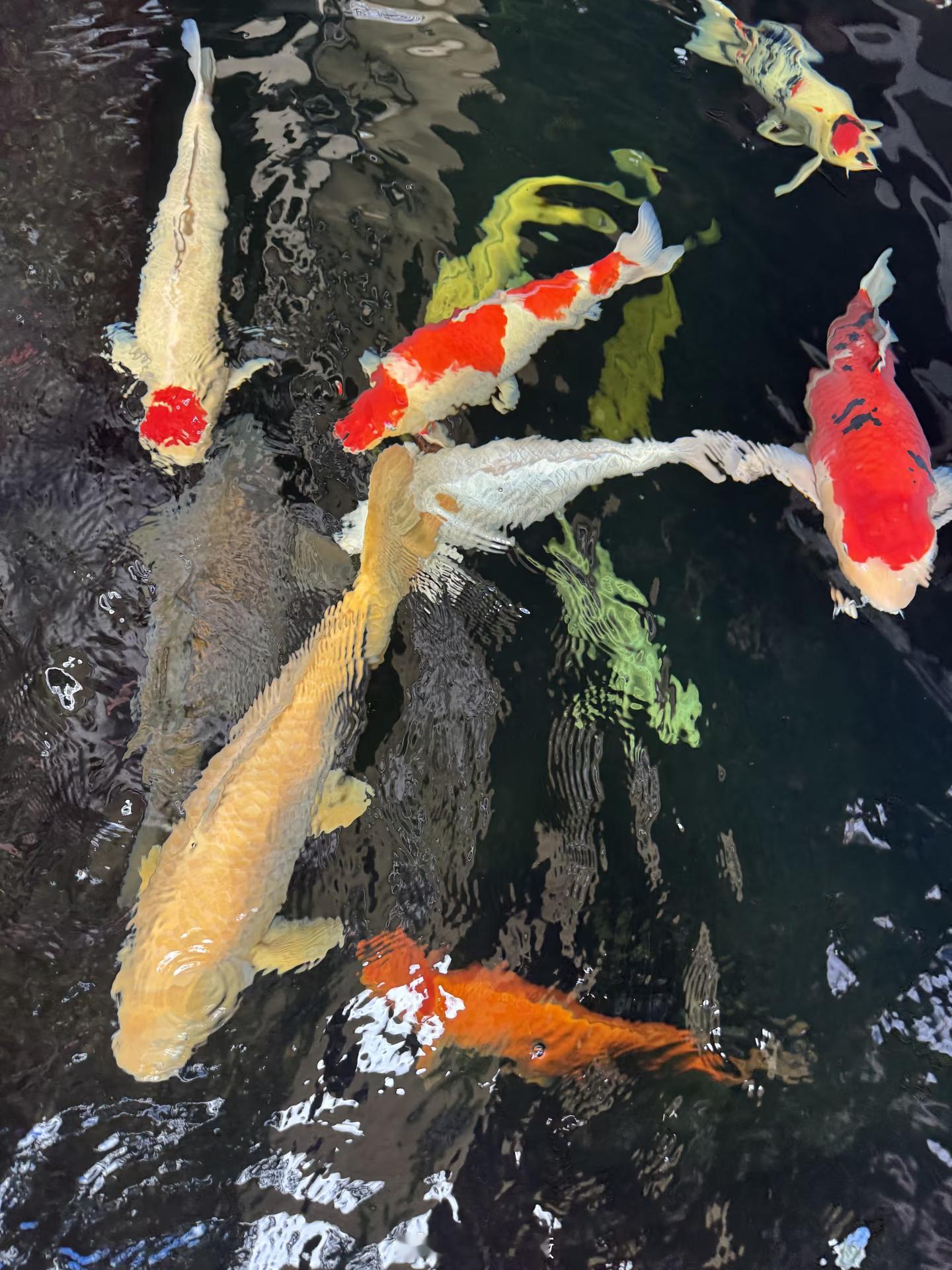 #俄解除不明原因肺炎防疫措施##中医式生活# 

俄罗斯解除不明肺炎防疫措施，只是公共风险评估后的管控降级，不代表病原体消失。当发病、重症数量回落，医疗压力缓解，就从全面防控转为常态化监测。
 
这类不明肺炎属于疫疠戾气。管控虽然取消，但老人、有基础病的体虚人群风险仍在。中医治病不执着锁定 ​