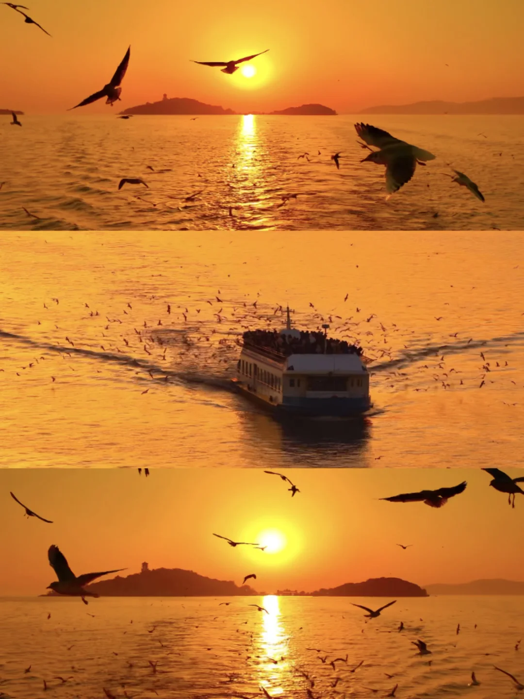 人会失约💙而西伯利亚红嘴鸥却如约而至🪽