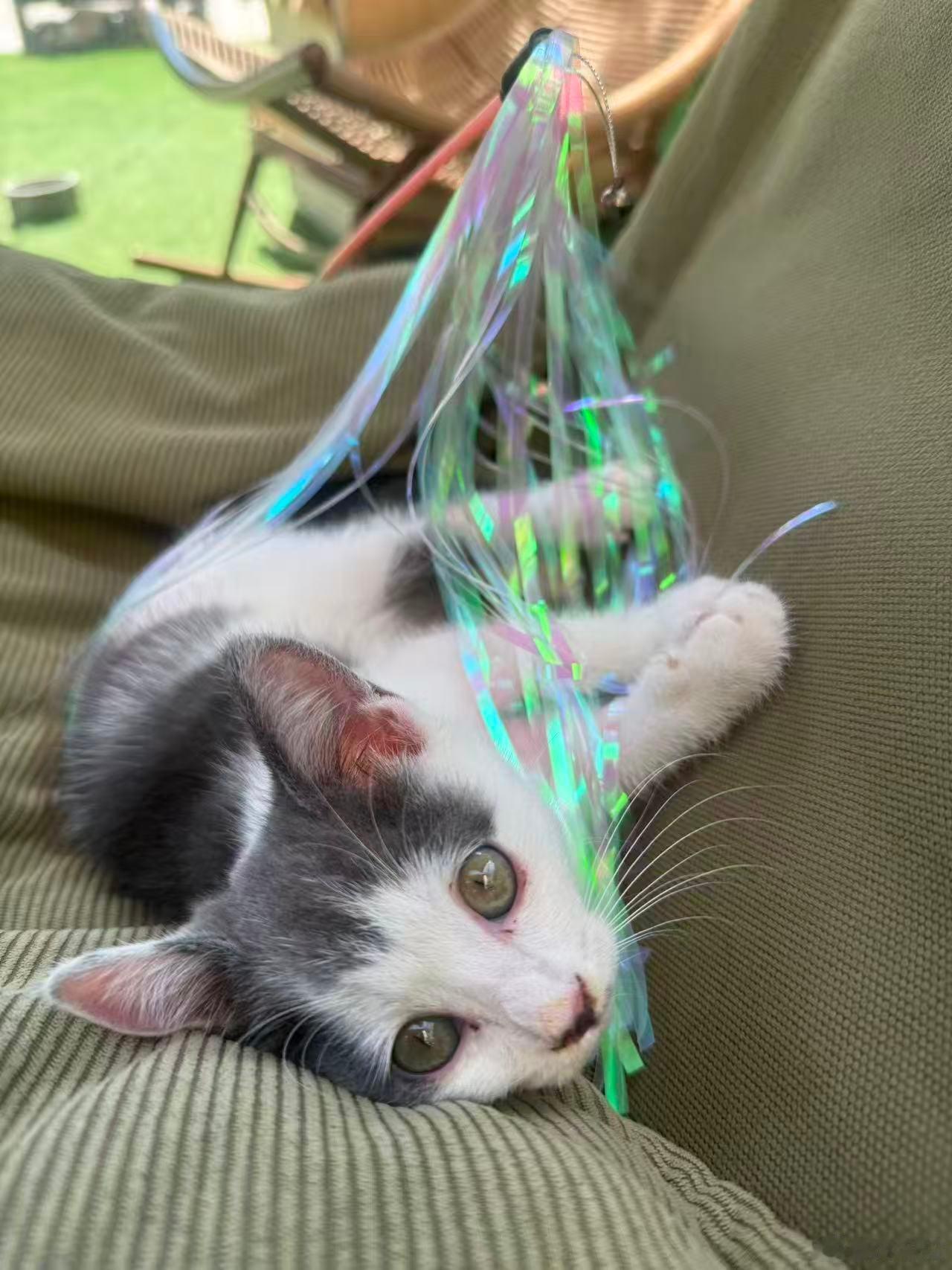 帮猫友转发，北京蓝白小妹妹找领养——猫友在灌木丛救助的小猫并暂养在咖啡馆，2个月小妹妹，性格亲人，活泼大胆，聪明伶俐，身强体壮。已经会自主进食、用猫砂盆，而且很爱干净，现在身上也是干干净净香香的。希望领养人在北京有固定居住居所，家人同意领养，有病送医不离不弃，同意回访等，具体请联系救助人（+薇信：jsAries）