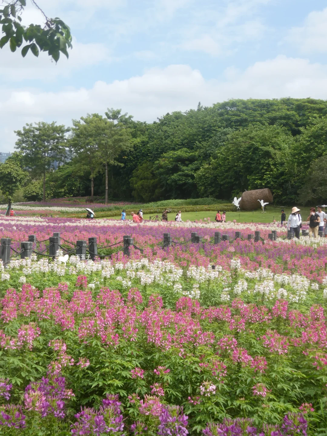 10.3日海珠湿地花海实况！千层蛋糕花海上线