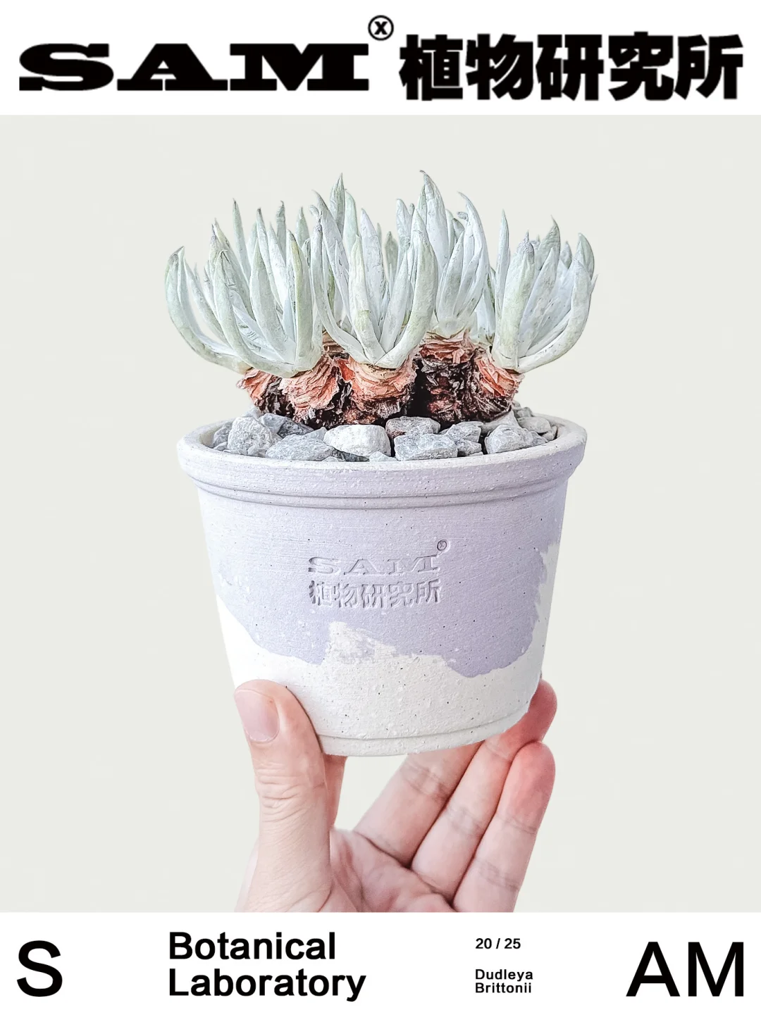 仙女杯｜Dudleya Nubigena