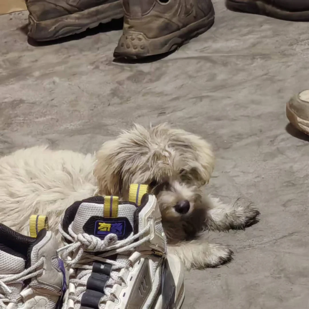我妈捡了一只余华犬
