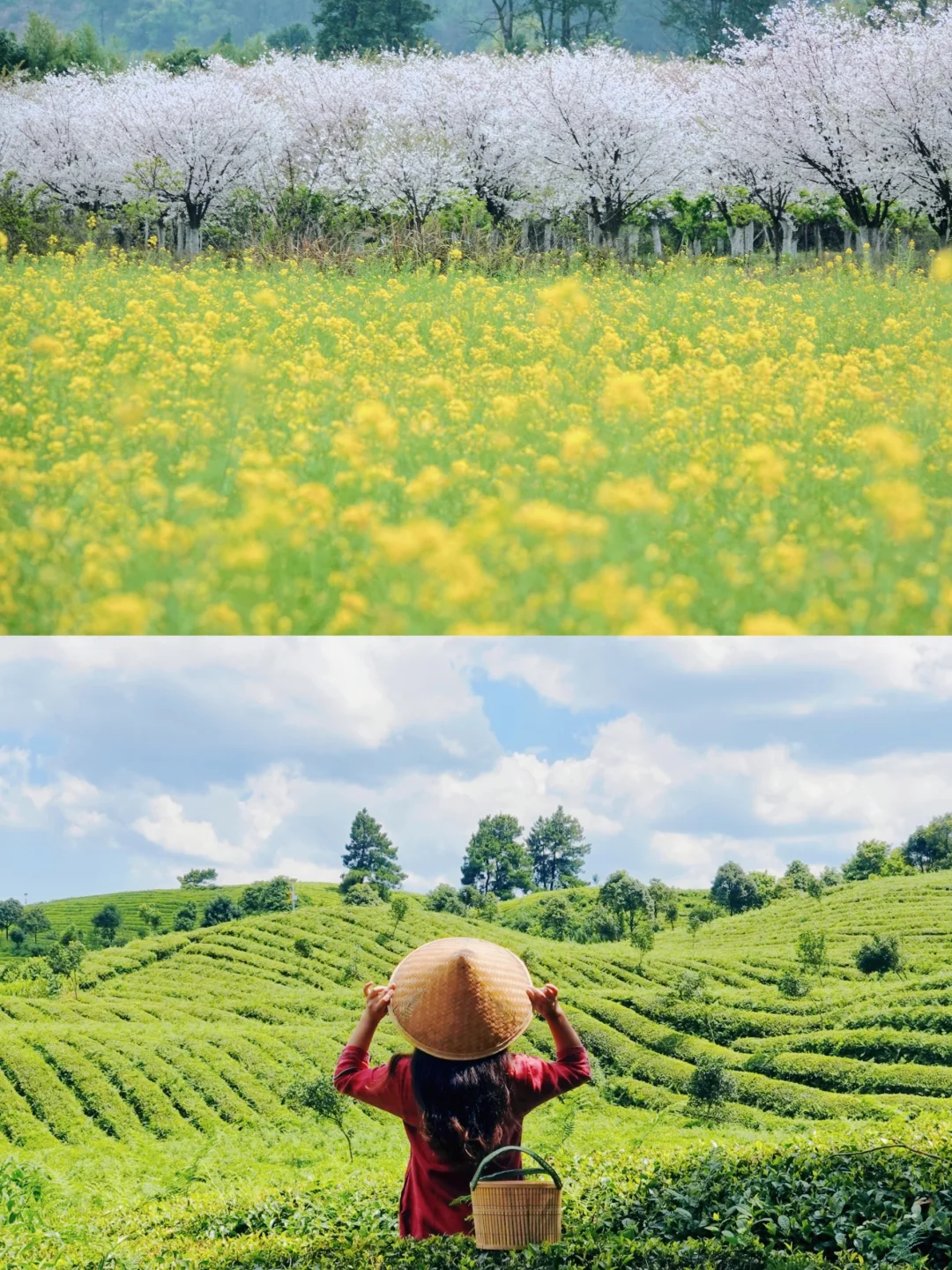 贵阳小众春游地🍃 走，去采茶！