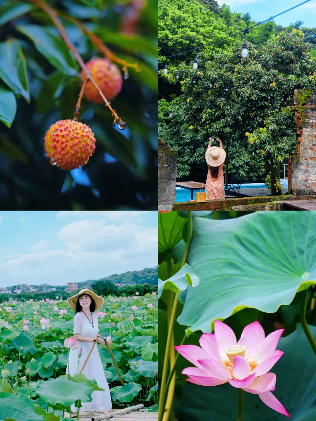 广州避暑🏡住进荔枝山林，采摘赏荷过端午