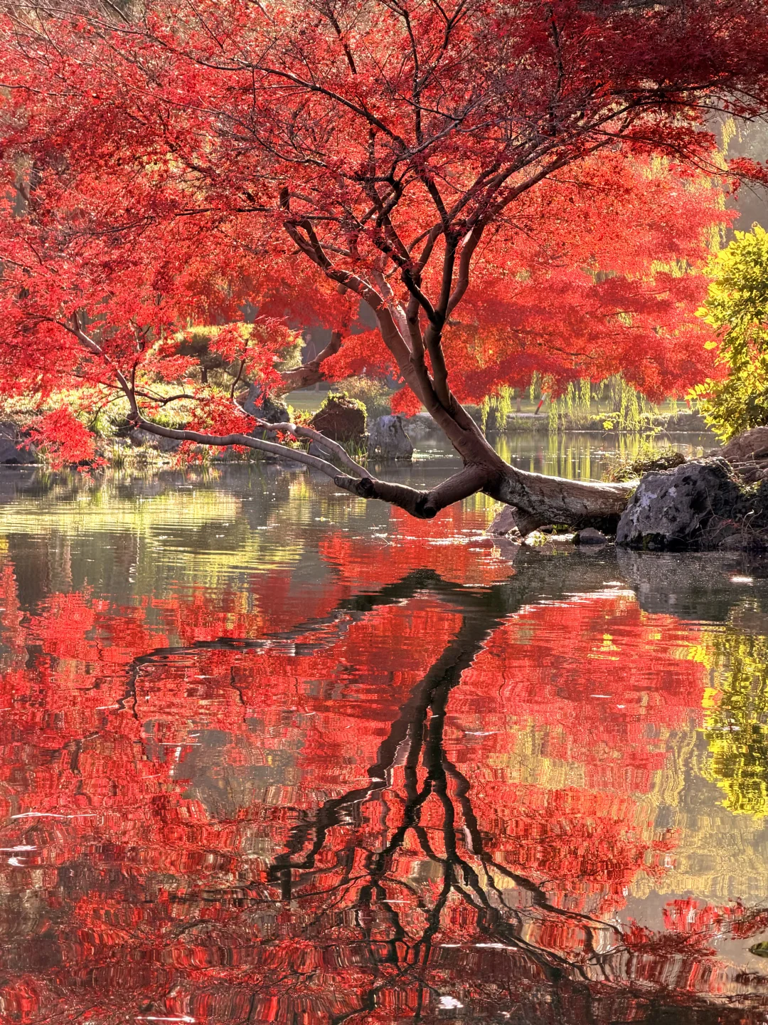 Live｜11.28实拍🍁杭州西湖秋天😭真的杀疯了