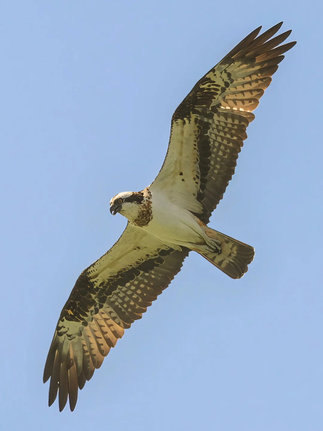 今年春天的鹗正在翱翔