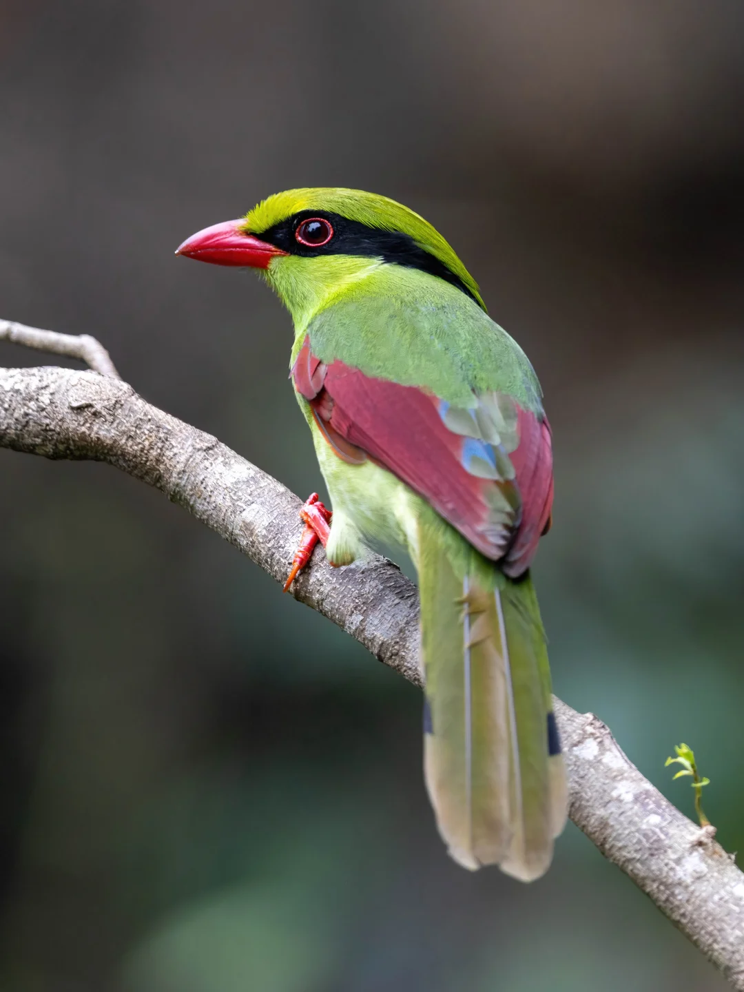 这一组圣诞色的黄胸绿鹊真是美得不像话！
