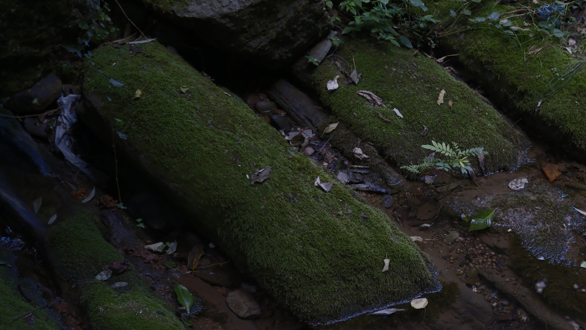 仙居 ​
