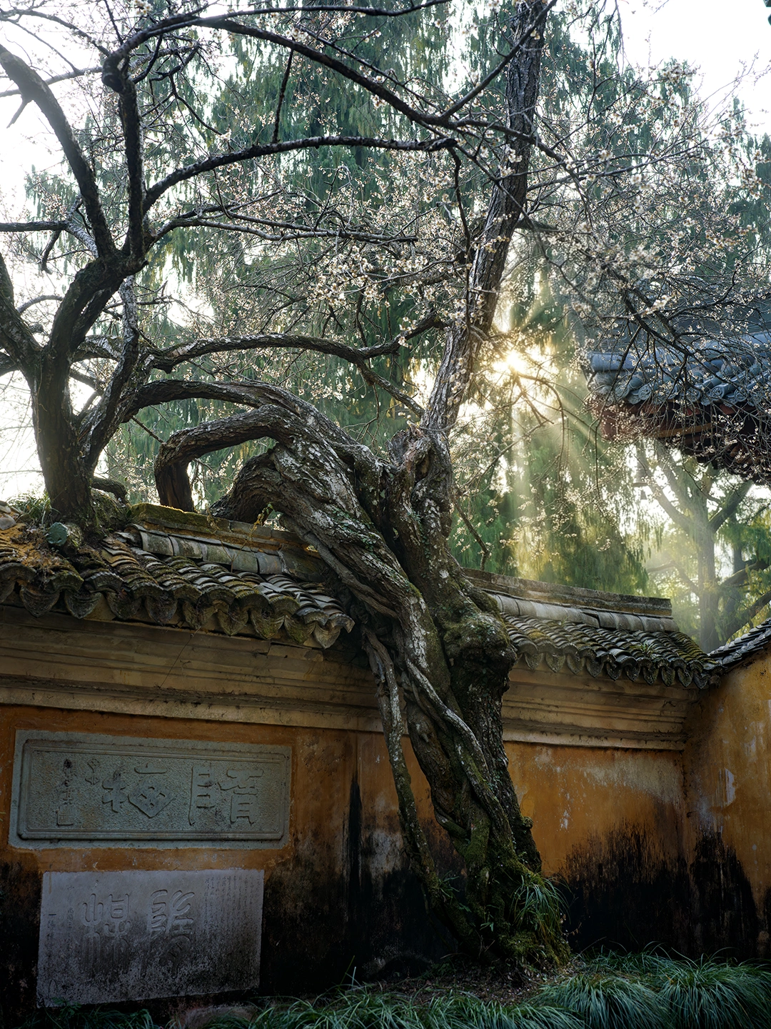 这一株梅花，已经开了1400多年了！