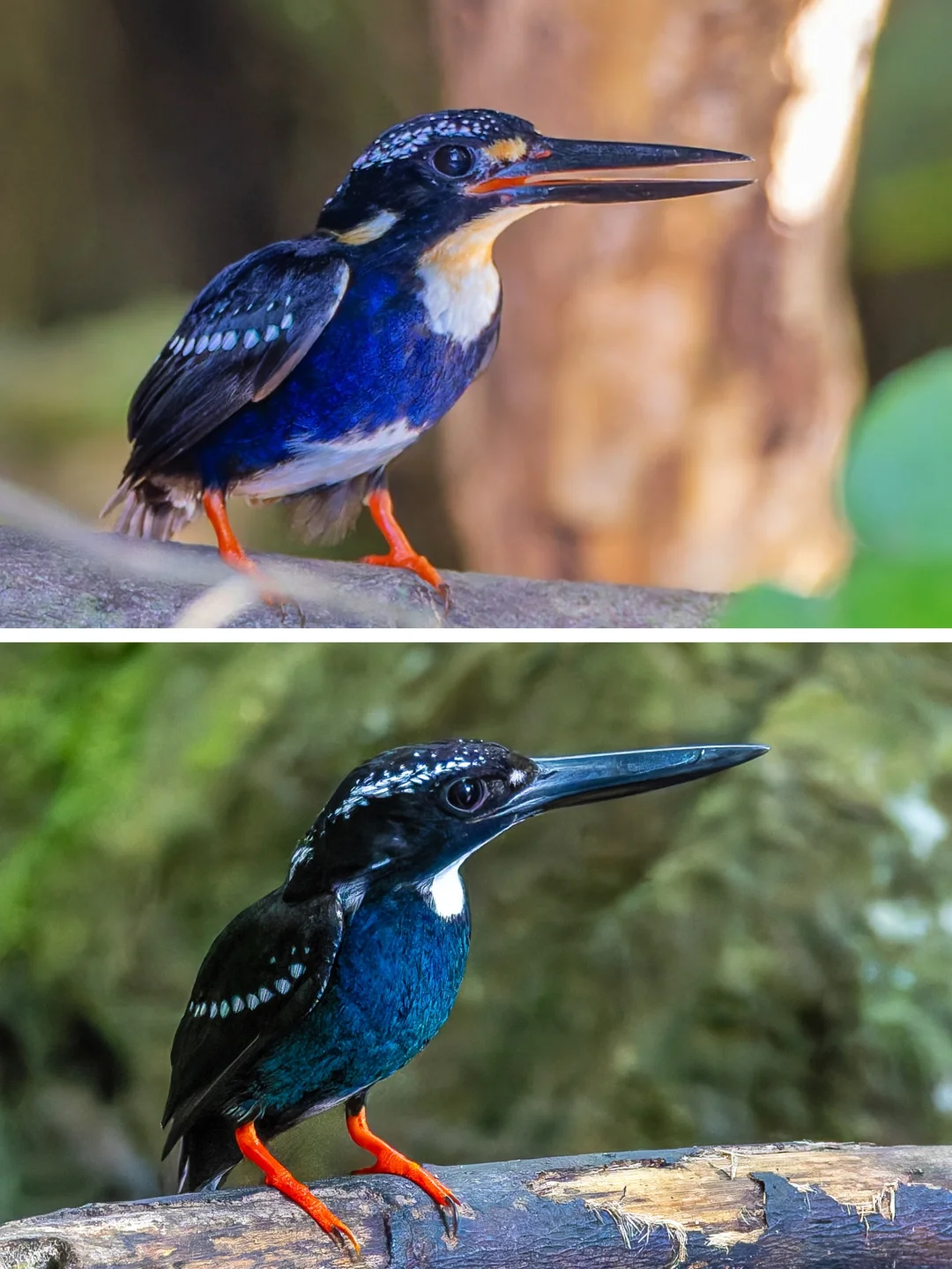 总算凑齐南北两种银翠鸟！
