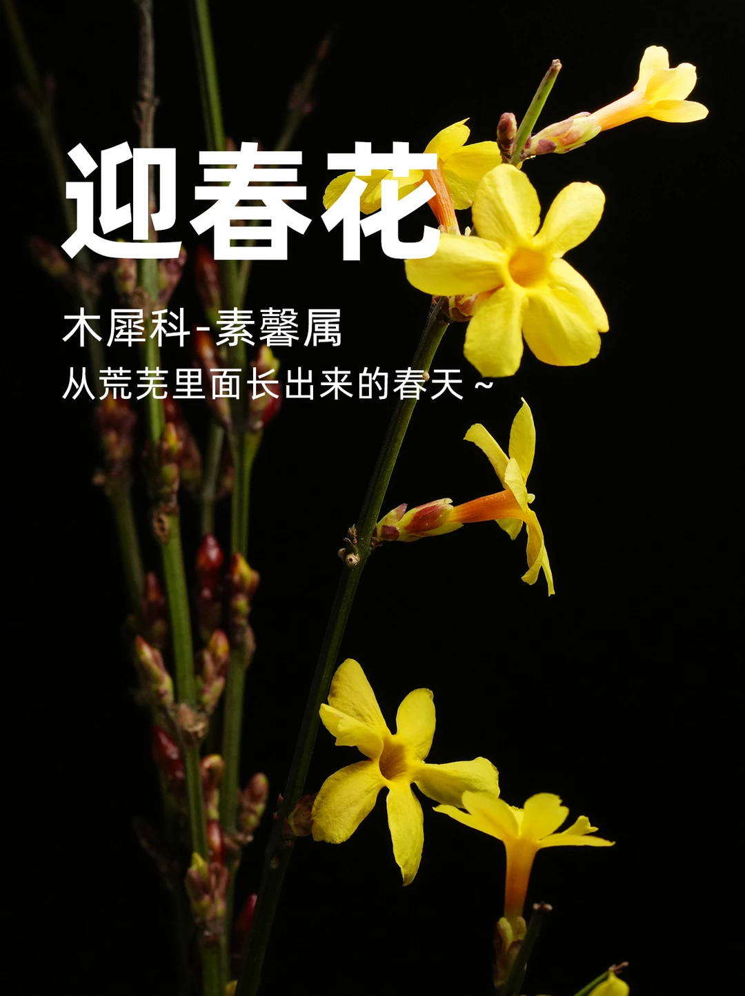 迎春花，从荒芜里面长出来的春天～