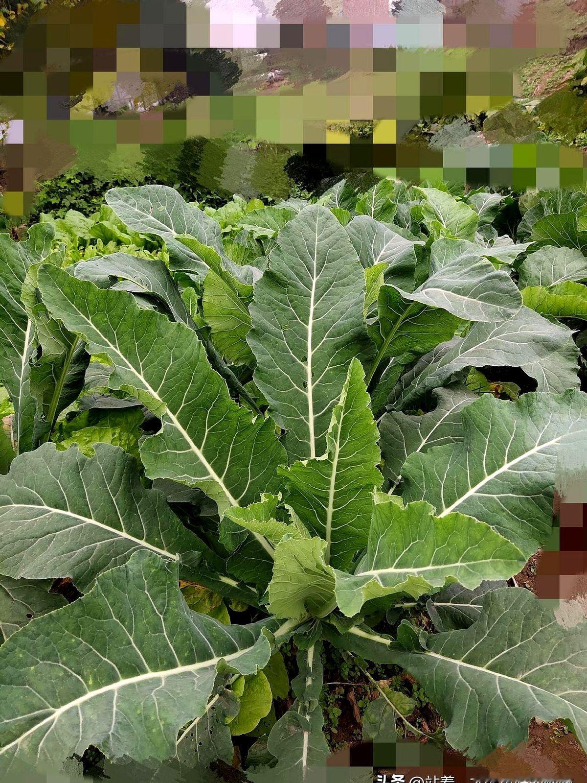 “两个白面袋子、一方菜地、一只黄狗”，这一出在社交平台被疯狂转发的乡村...