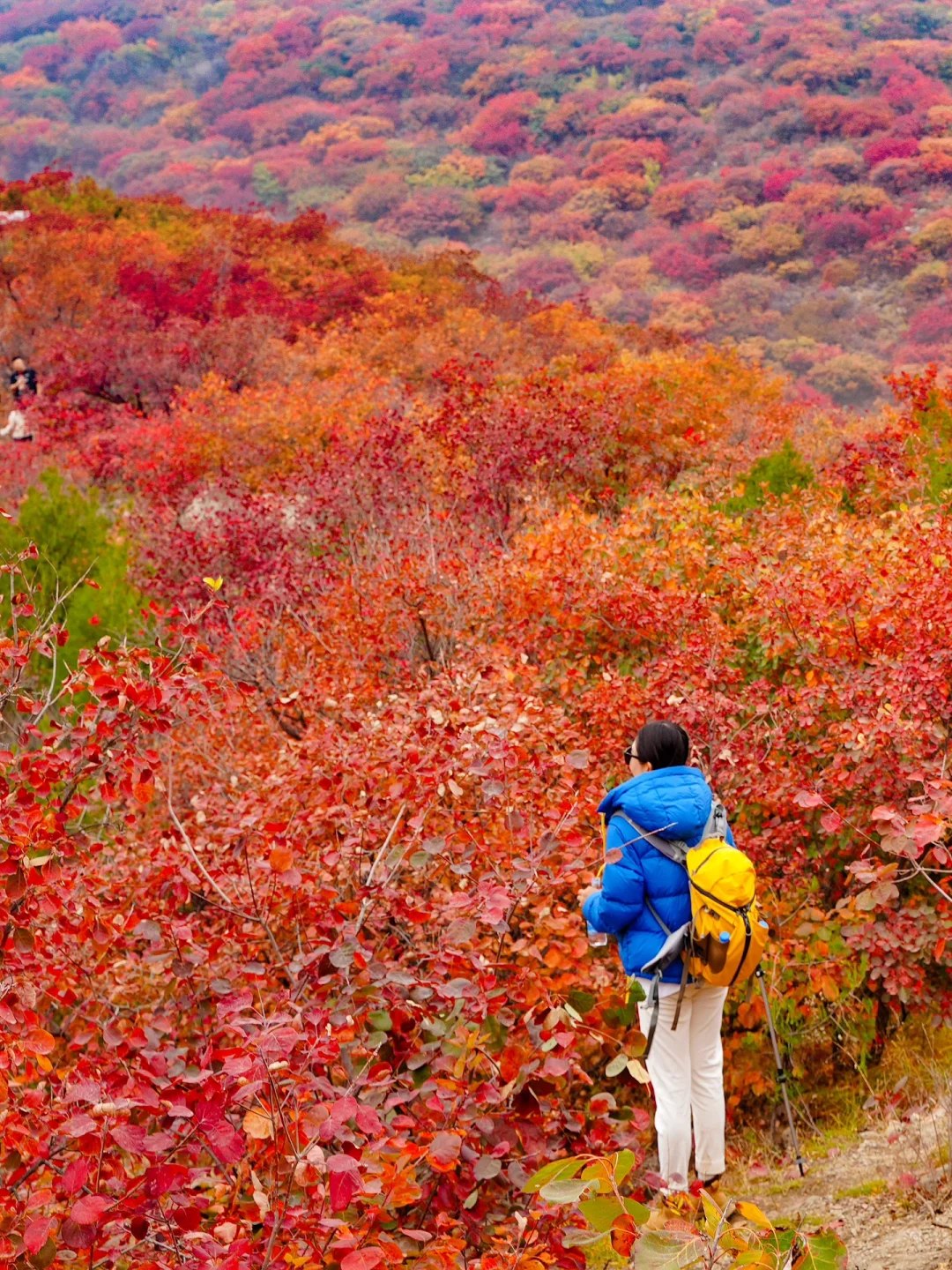 北京封神级赏秋圣地🍂舞彩浅山步道全红了