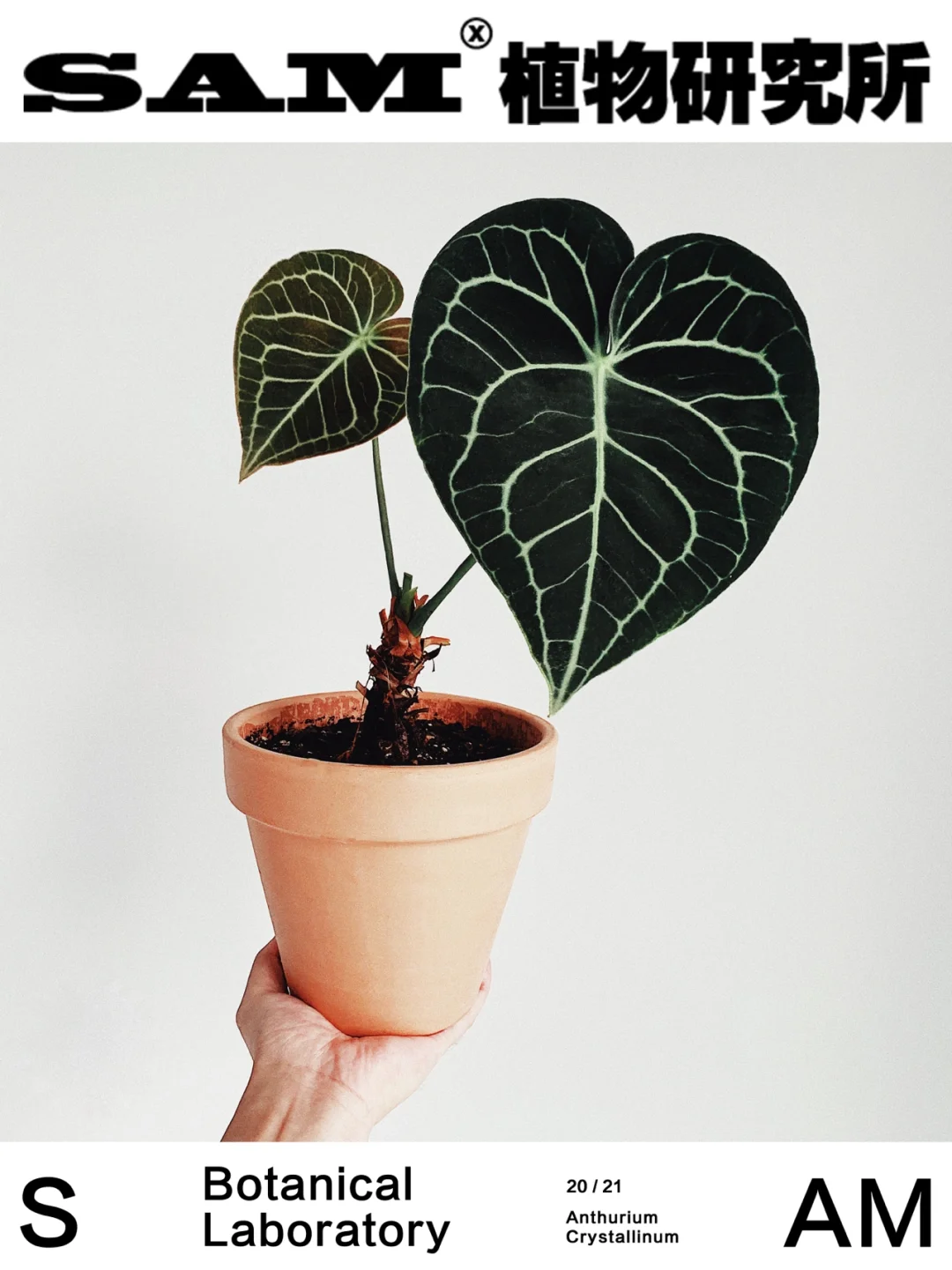 克莱恩花烛｜Anthurium Clarinervium