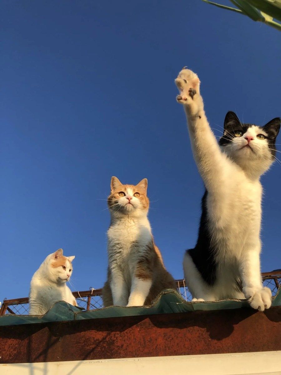 🐈📡 ​