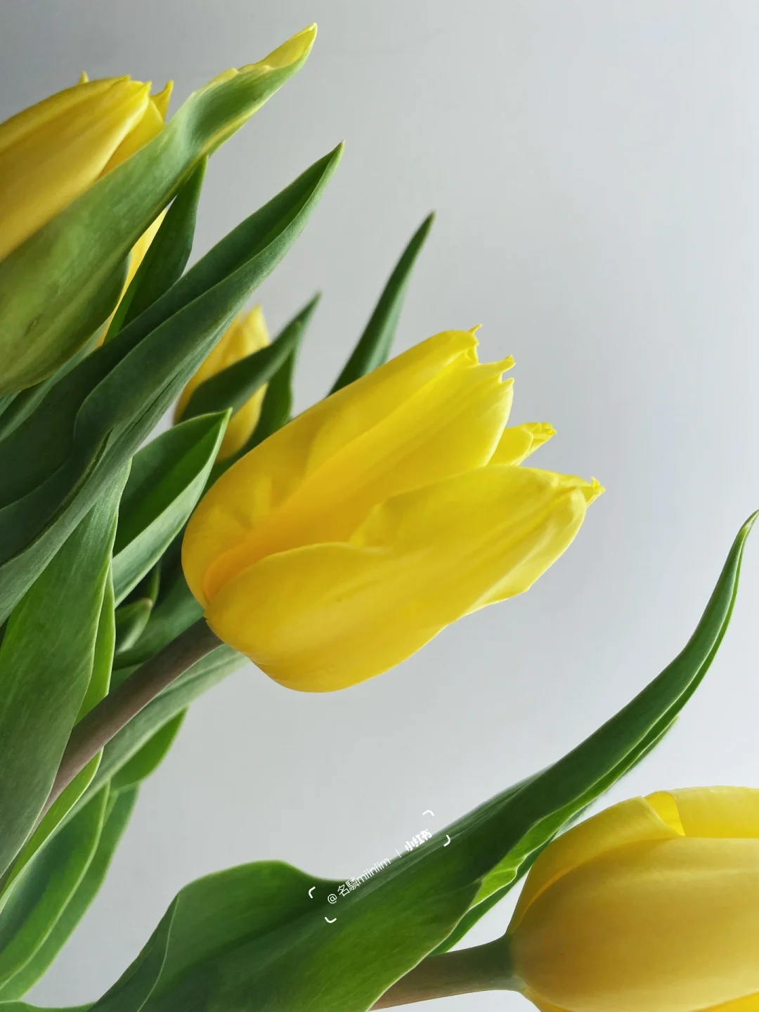 郁金香🟡｜“是黑夜也没关系，我会把光照向你”