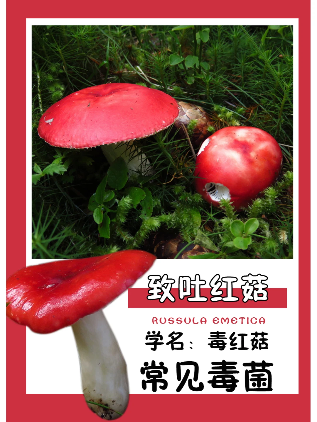 常见毒菌| 有明显辣味，吃一口不会再吃