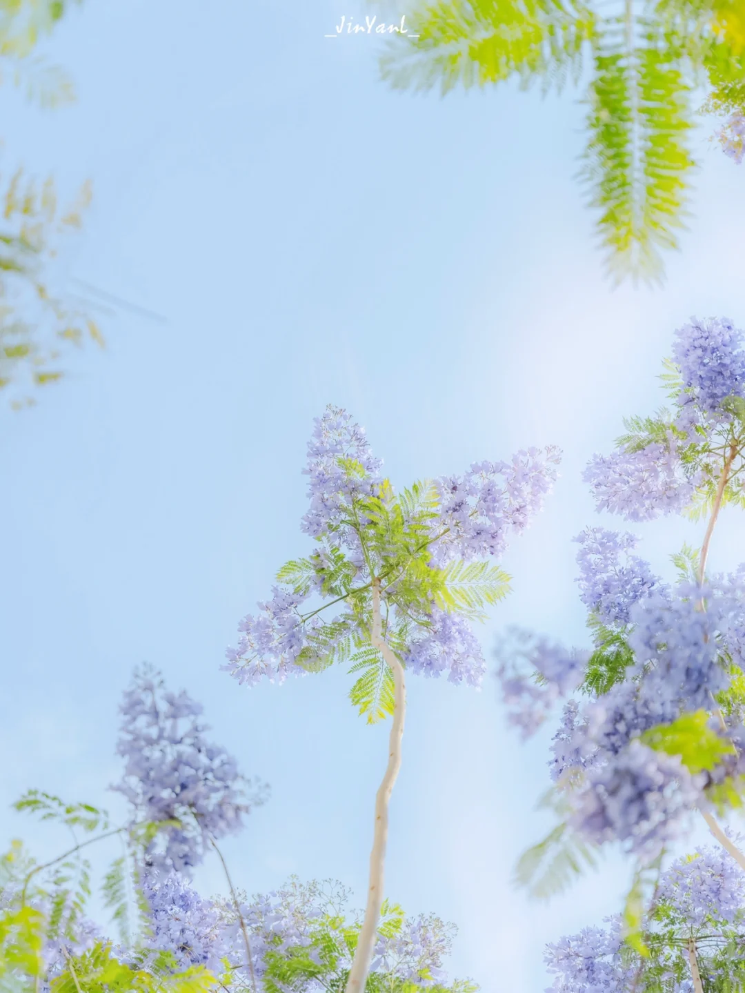 厦门开满蓝花楹的浪漫小道💕不允许你不知道