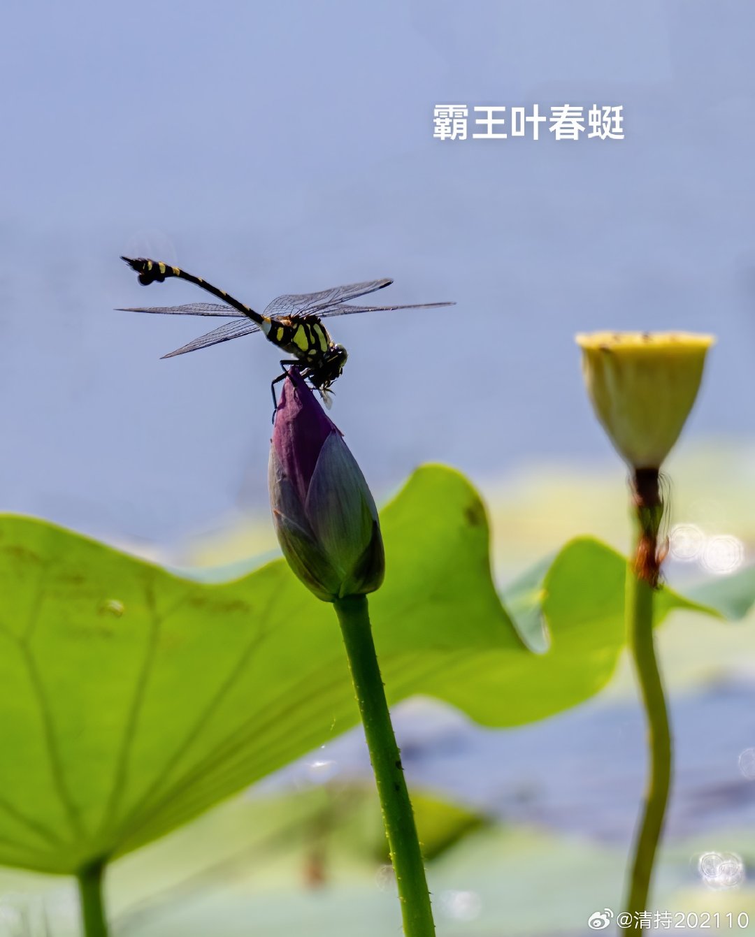 #自然[超话]#蜻.蜓
2026.8记录于三星湖。蓝额疏脉蜻和霸王叶春蜓都见过，第一次记录它。红蜻太常见，落停何花花蕾上，就有了诗意。直观感受了一下蜻和蜓的差异。 ​