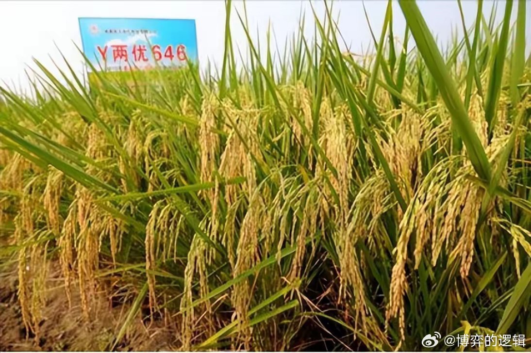 粮食战争已发生？同是中国的种子，为何美国种出水稻亩产高过中国

中国的杂交水稻种子，一出国门到了美国，摇身一变成了“东方魔稻”，亩产竟然比在老家还高。
美国农民靠它赚得盆满钵满，到底是种子到了国外就变异，还是美国人藏了什么秘密武器？
自家的种墙外香？
在美国南部那些一望无际的大农场里 ​
