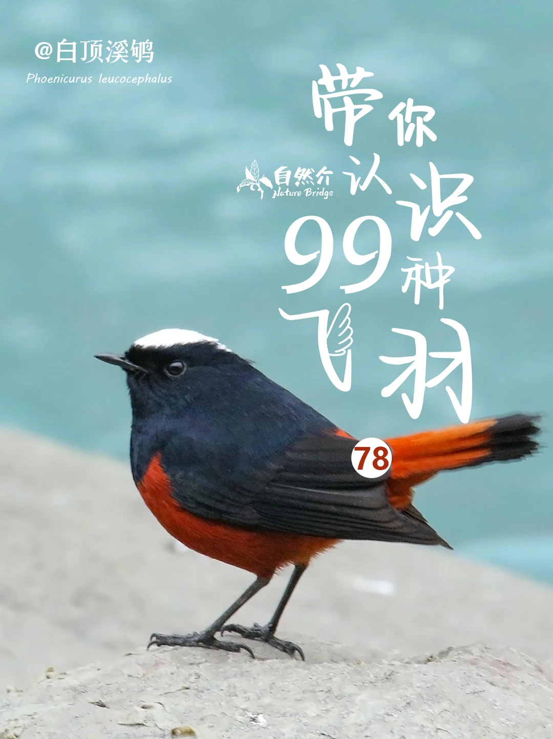 带你认识99种飞羽