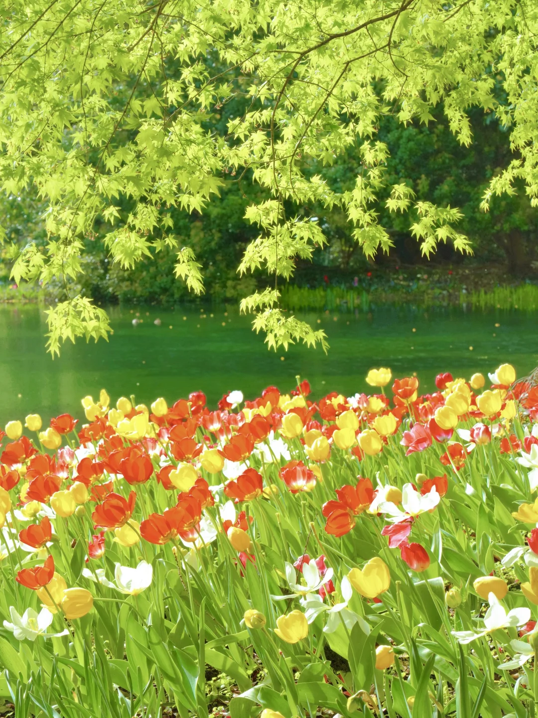 🌸接下来的杭州…是万万次的春和景明！爱回收