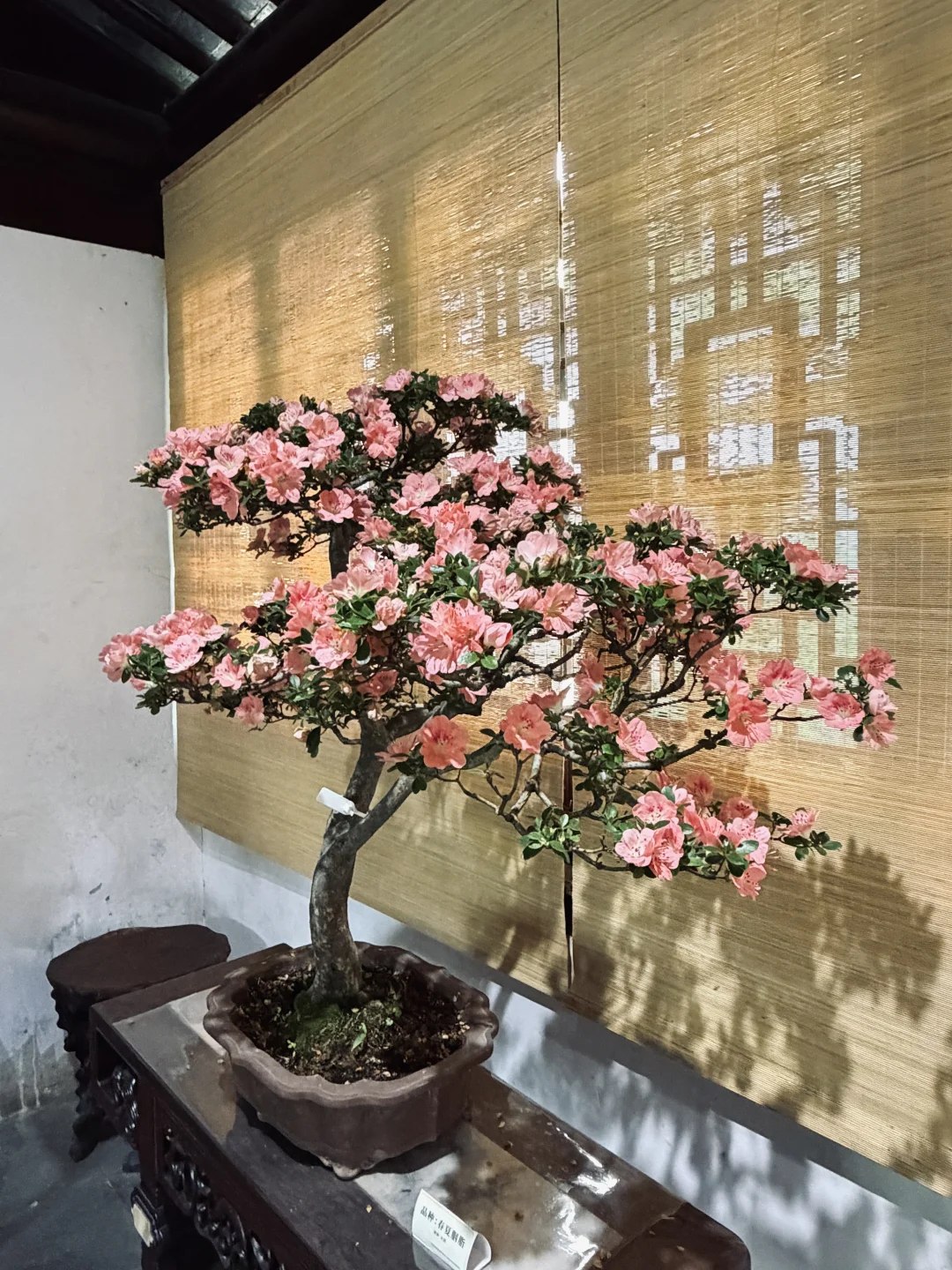 杏花微雨：看这盆盛开的三角梅