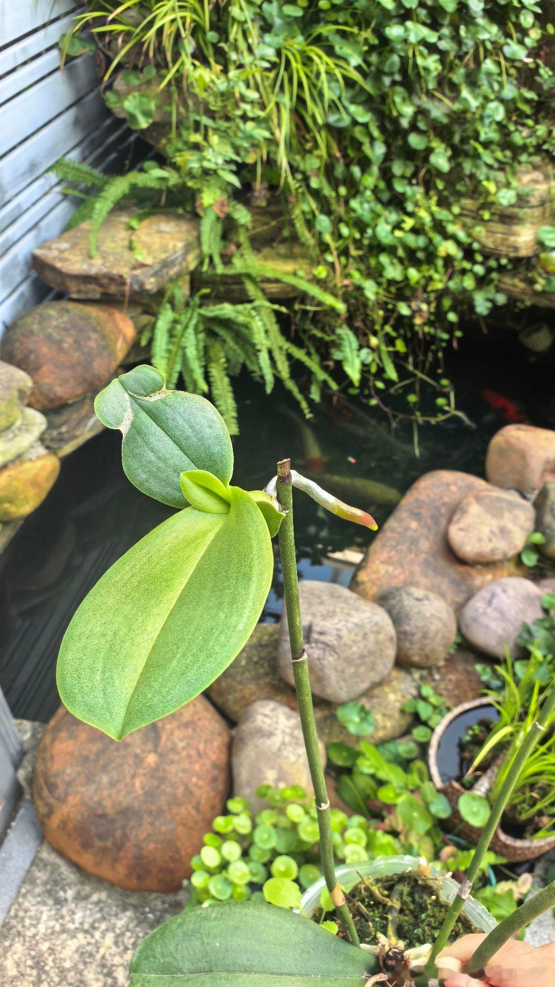 50棵蝴蝶兰花后苗，养到现在还剩四颗，两颗有花剑，一棵有繁殖了新的植株，终于打破了花后就扔的循环！我是不是很厉害？ ​