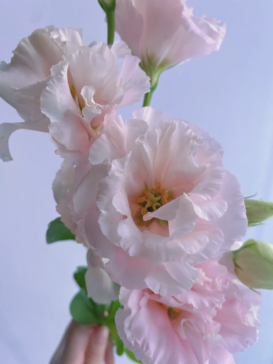 带你每天认识一种花材132 ｜粉色洋桔梗