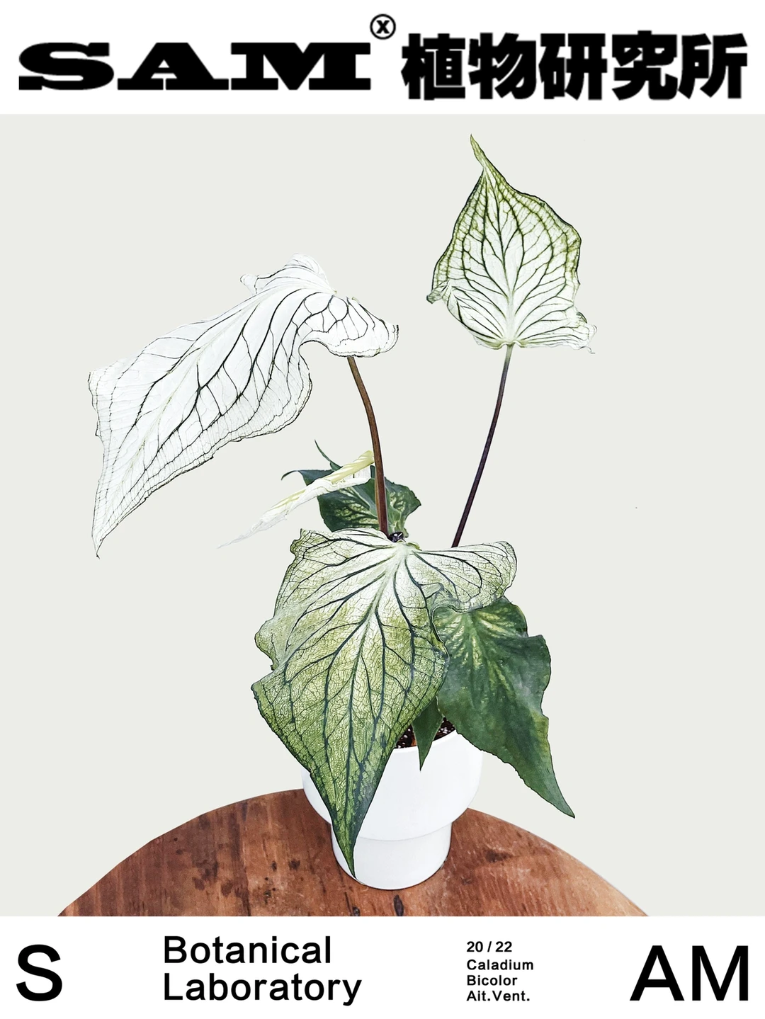 白天使｜Caladium Bicolor White Angle