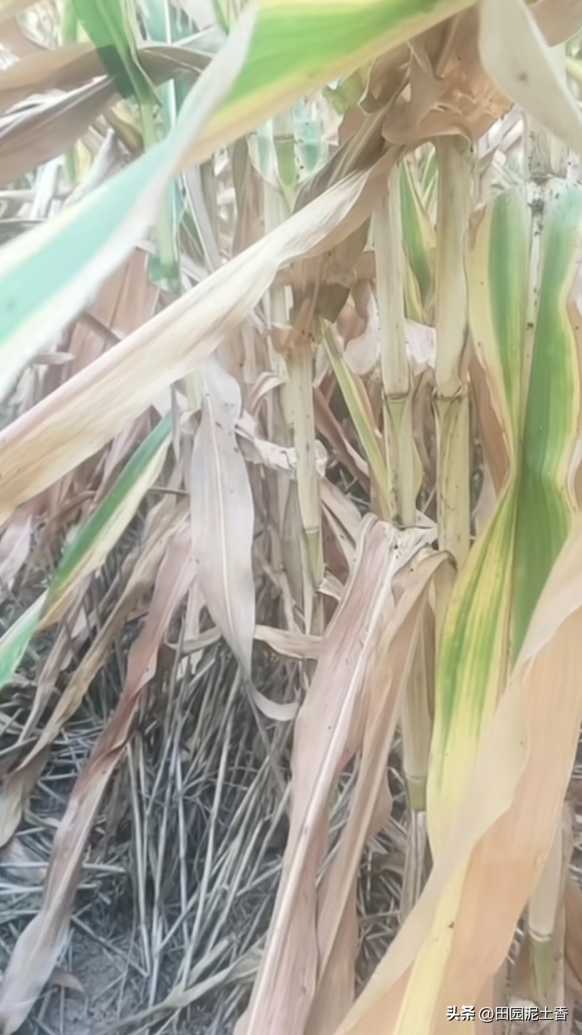 前十天我正浇玉米地，
地邻嫂子笑话我:“兄弟，闲的沒事干了吧？”
哪曾想十天后的