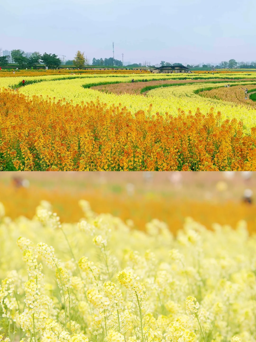 成都爆火的莫奈花园是真的美！都快去拍📷