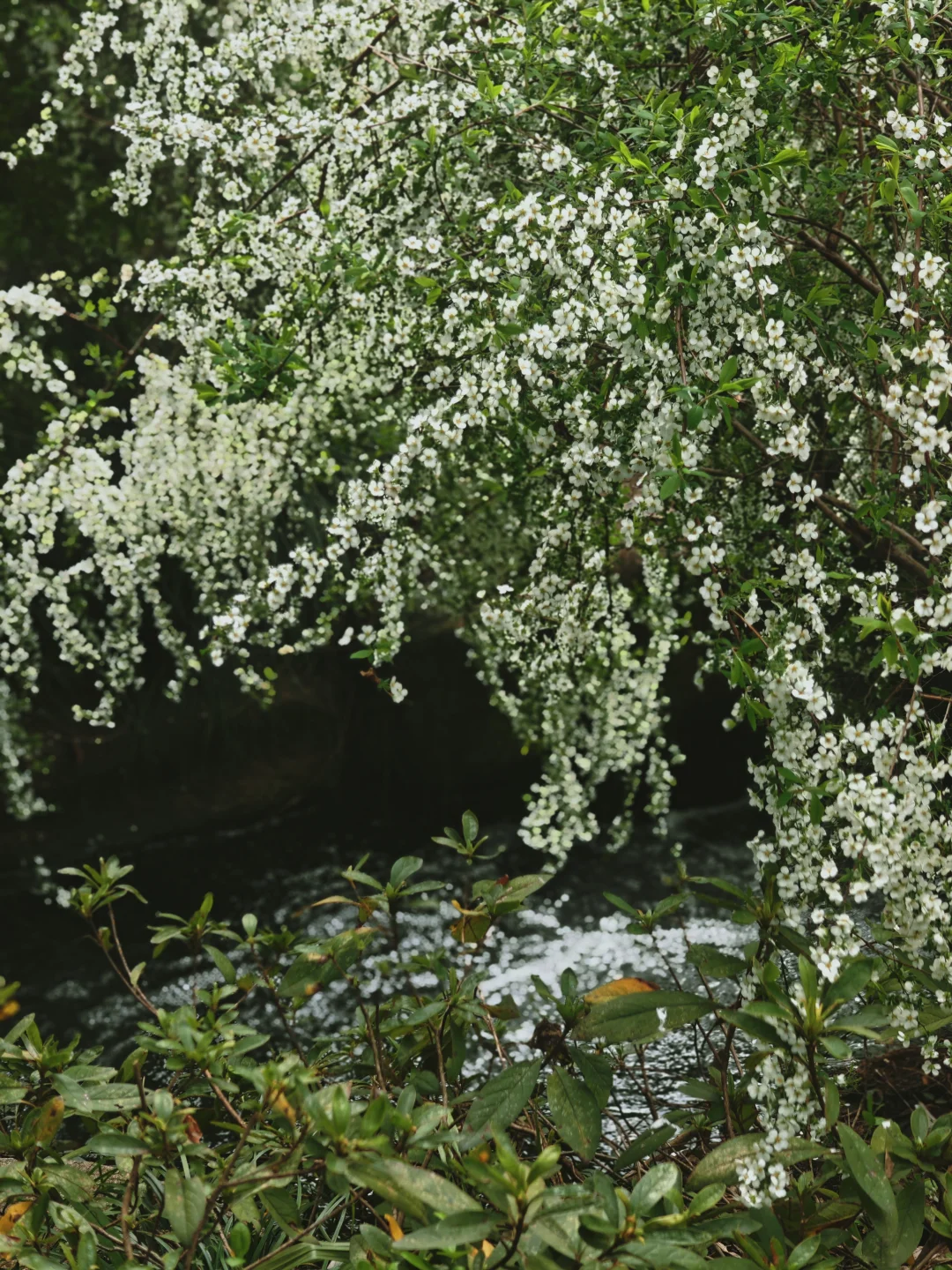 杭州 | 茶博门口的雪柳长满了人……