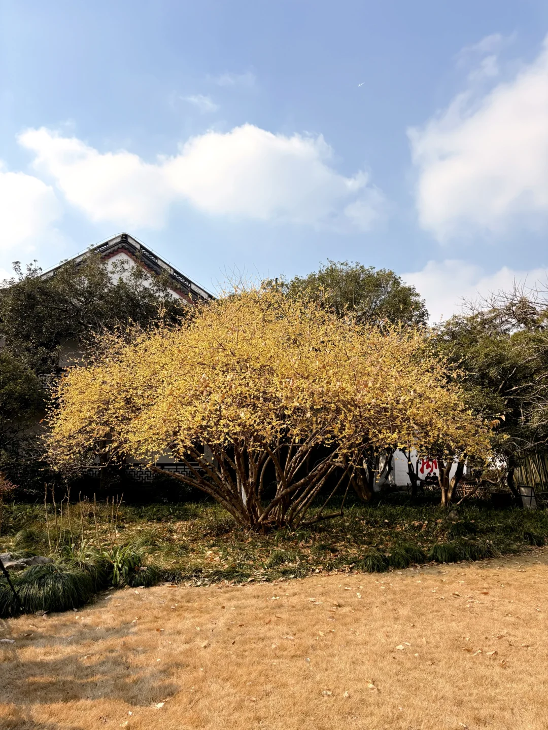香迷糊了😱杭州顶流腊梅王🌼不愧是你啊