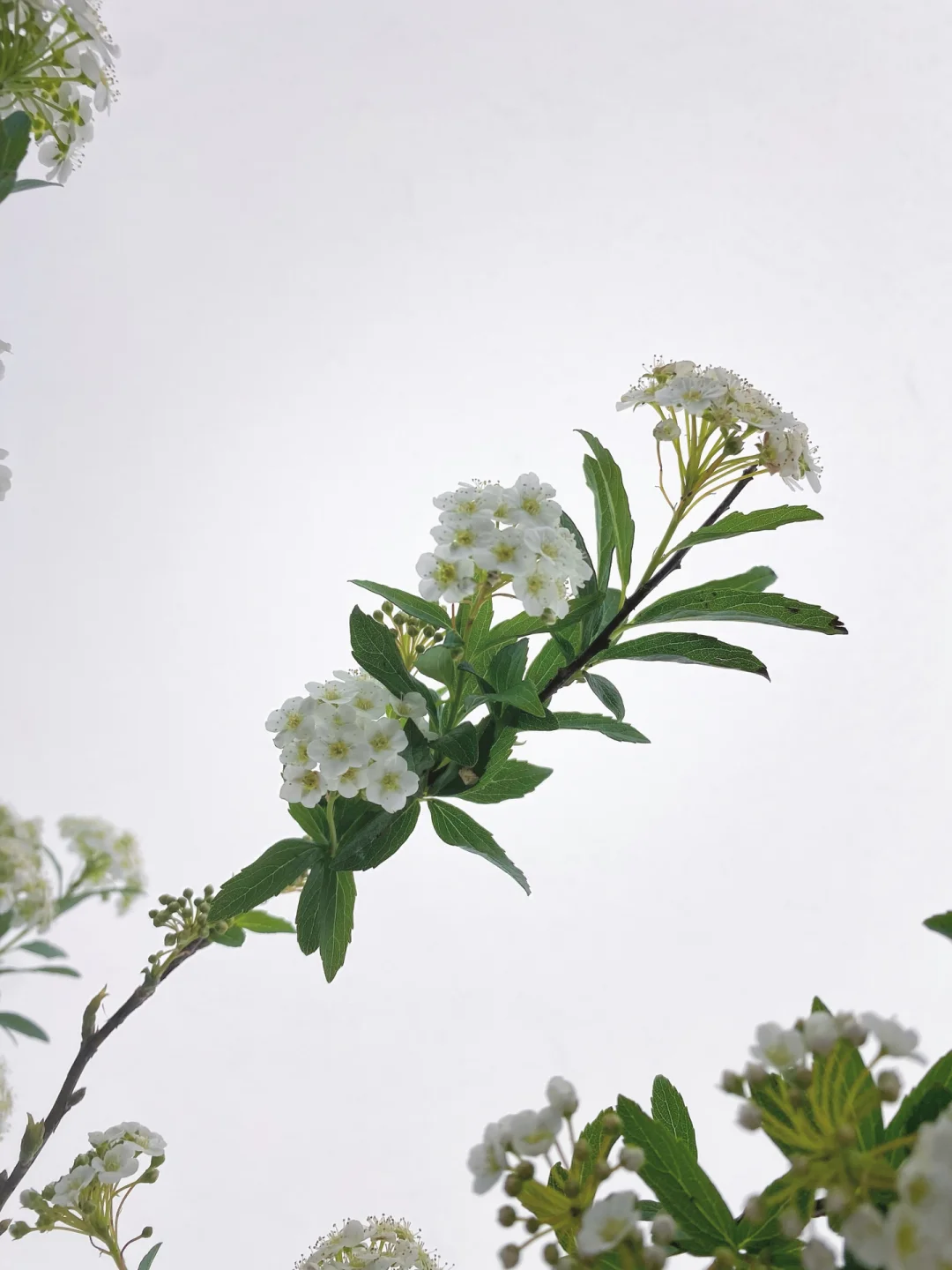 带你每天认识一种花材236｜小手球