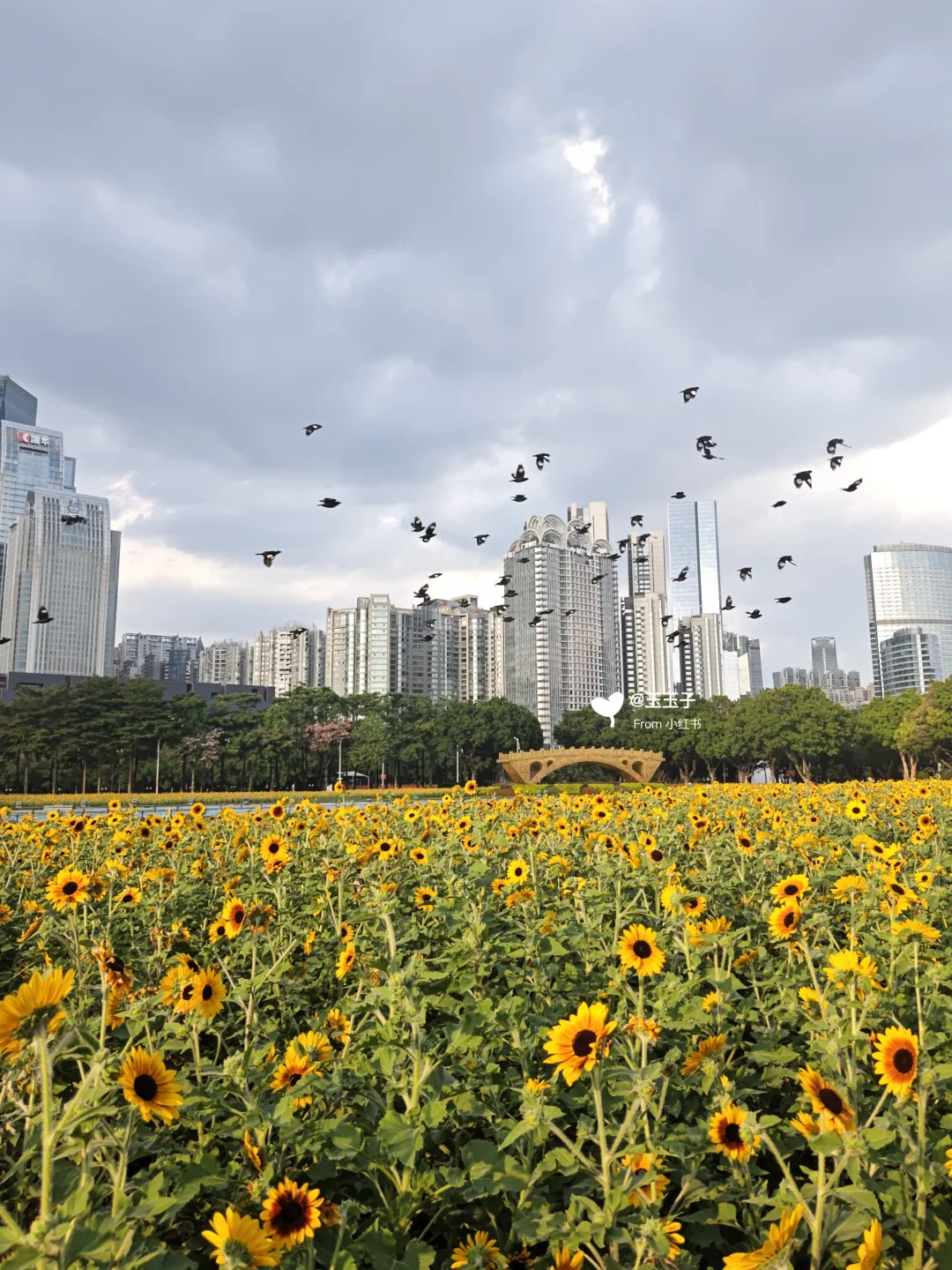 0元花海🌻地铁直达，海心沙向日葵爆开