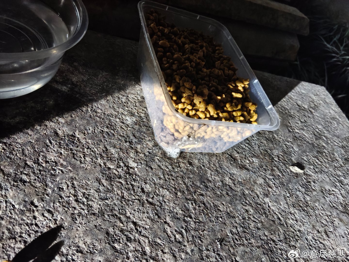 💔深夜跑过来喂小猫，总被三轮堵路故意刁难，今天猫粮碗又被人吐了一口老痰，小家伙们求一口饱饭而已，别把恶意撒给无辜生命呀！

#善待流浪动物# ​