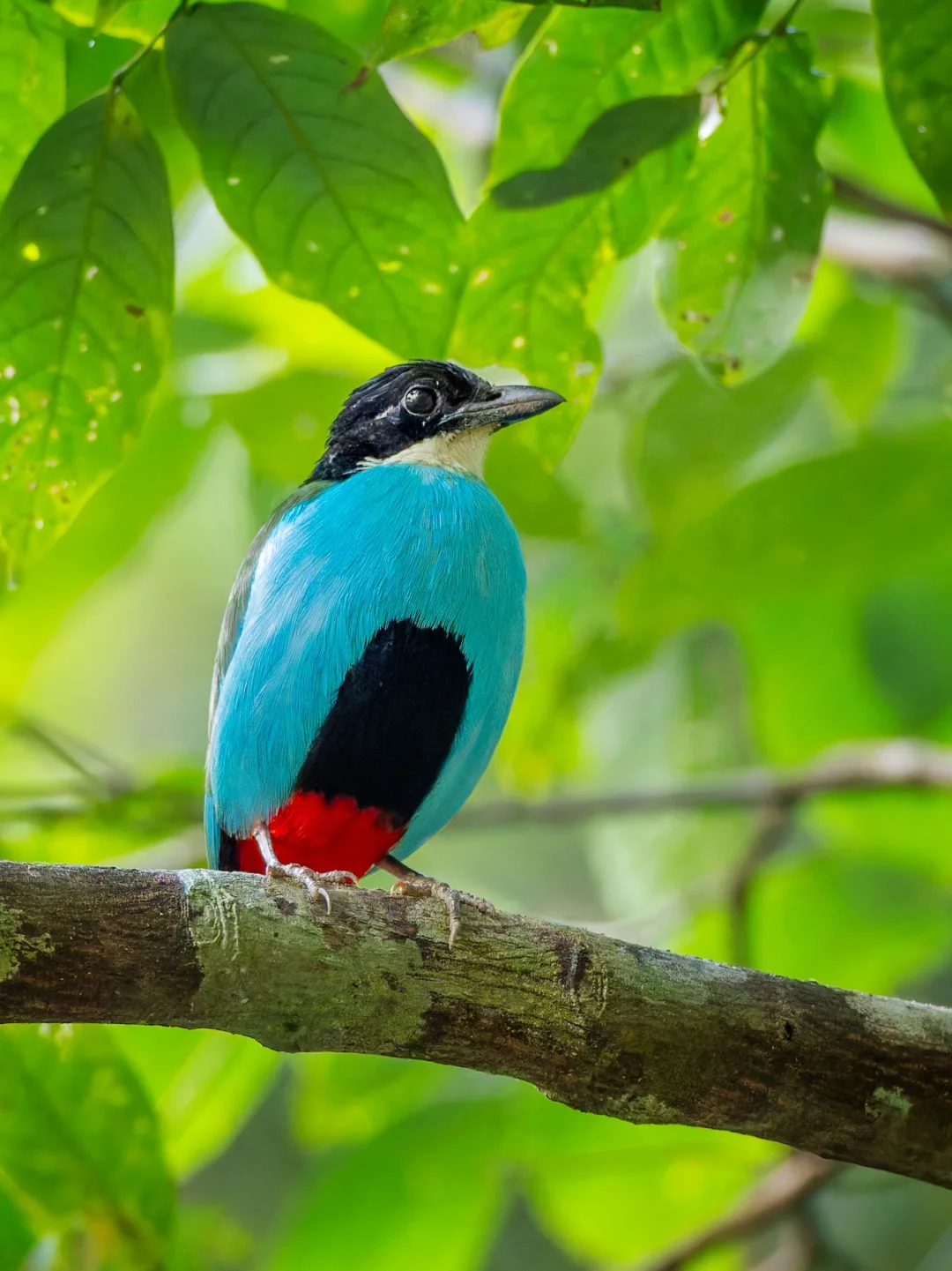 这种小鸟是雨林里的Tiffany蓝