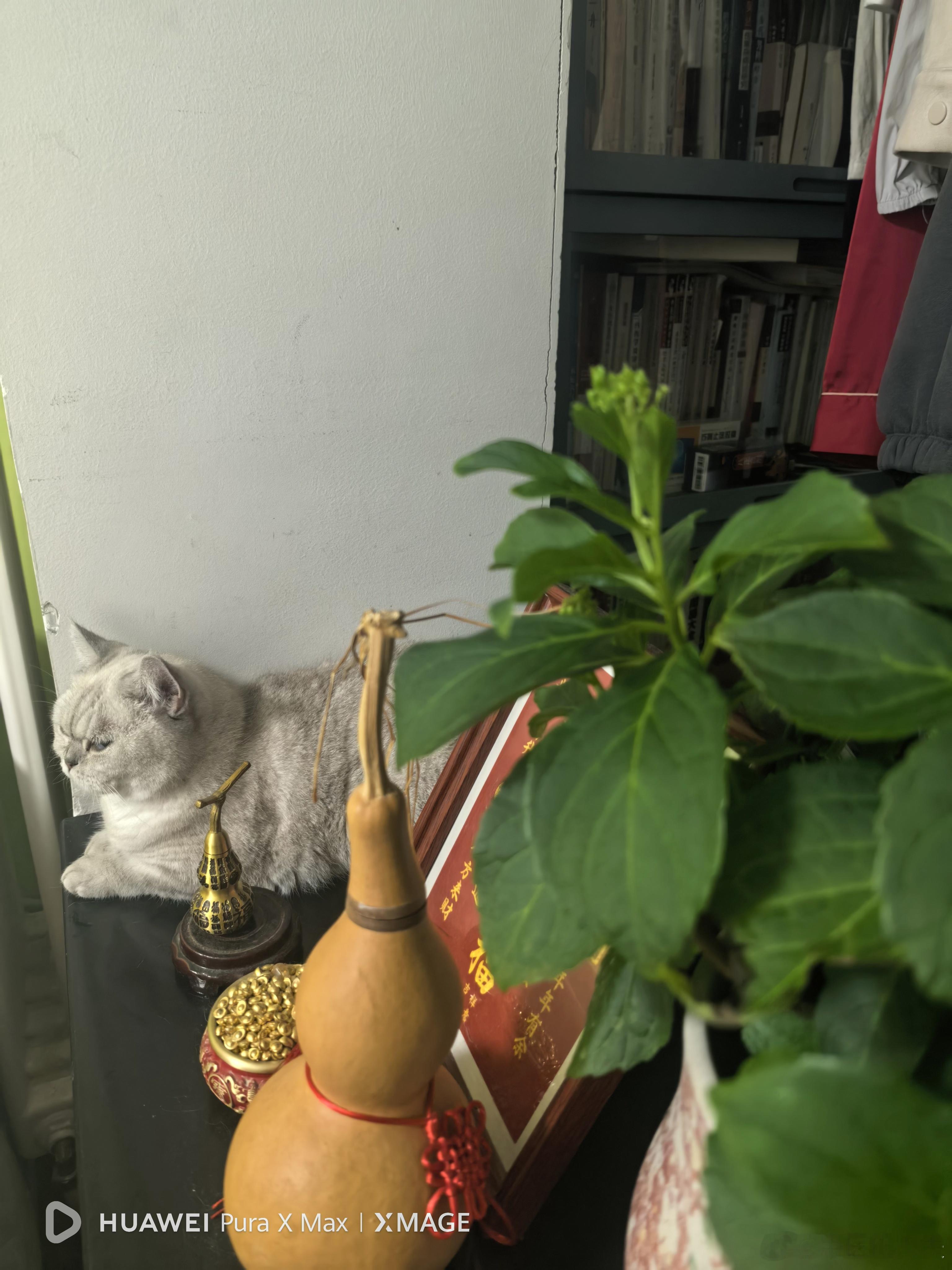 招财猫上线了 ​​​