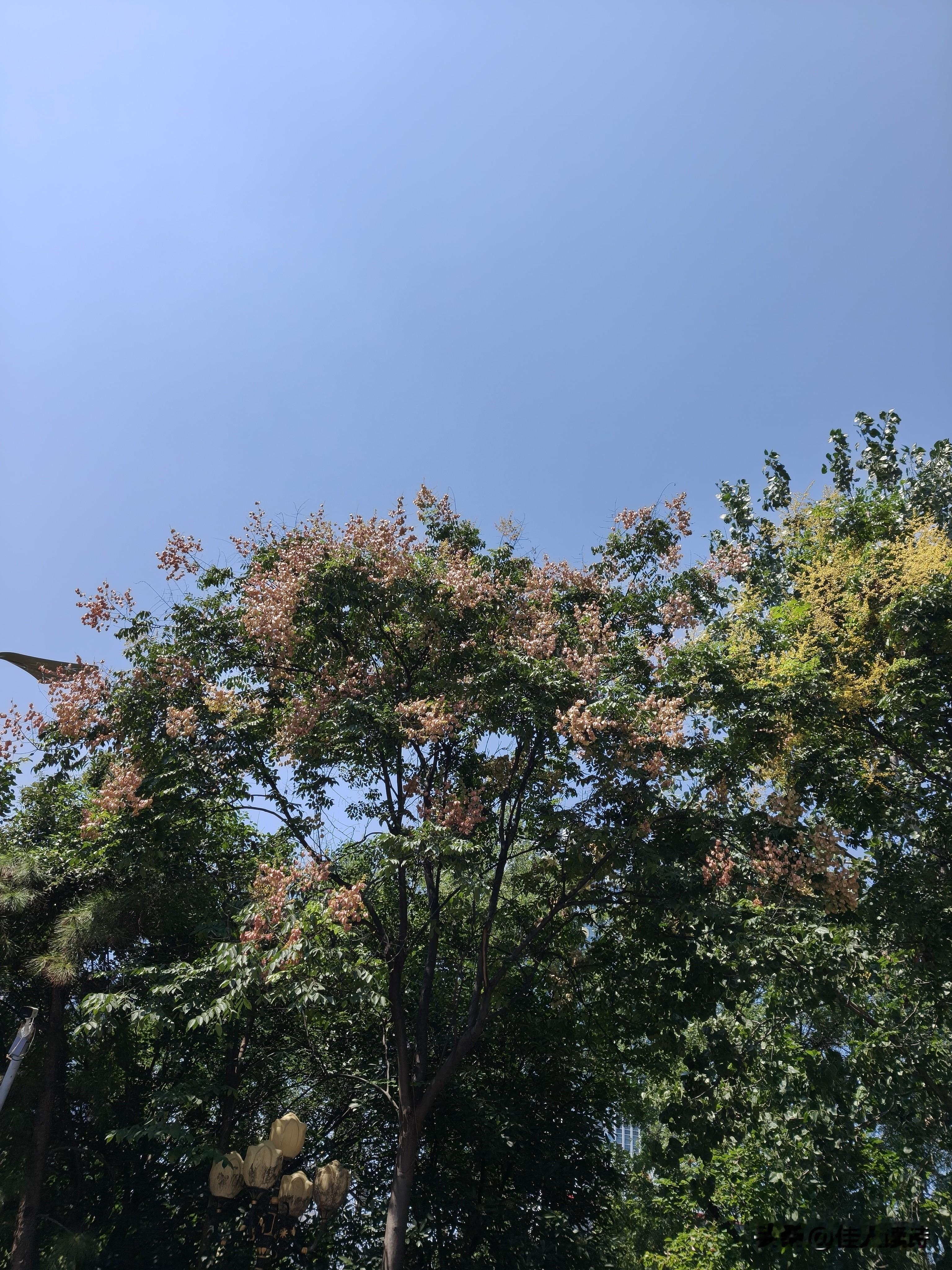高阳台·栾树
 
霜染层峦，霞萦峻岊，秋光漫拂林华。
古干迎晖，浮辉漫染天涯。
望中满目萧疏意，入双眸、万树丹砂。
看纷然，繁英辞树，暗度年华。
 
长衢分向郊原处，翠痕初褪黄，秦岭笼纱。
碎萼摇风，栾果串串垂桠。
一缕晚照存余暖，把思念、绾住霜霞。
对清秋，袖底余