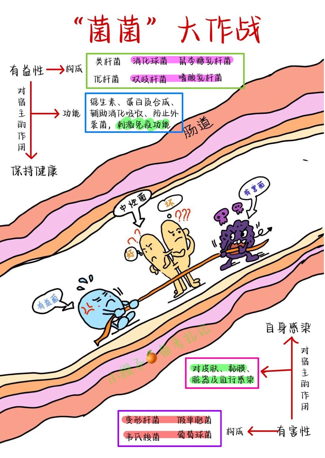 肠道对健康到底有多重要‼️