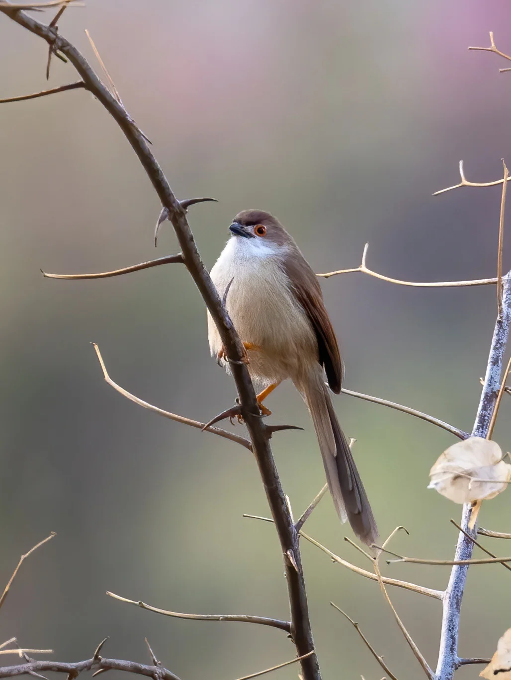 金眼鹛雀等我等到花儿也谢了