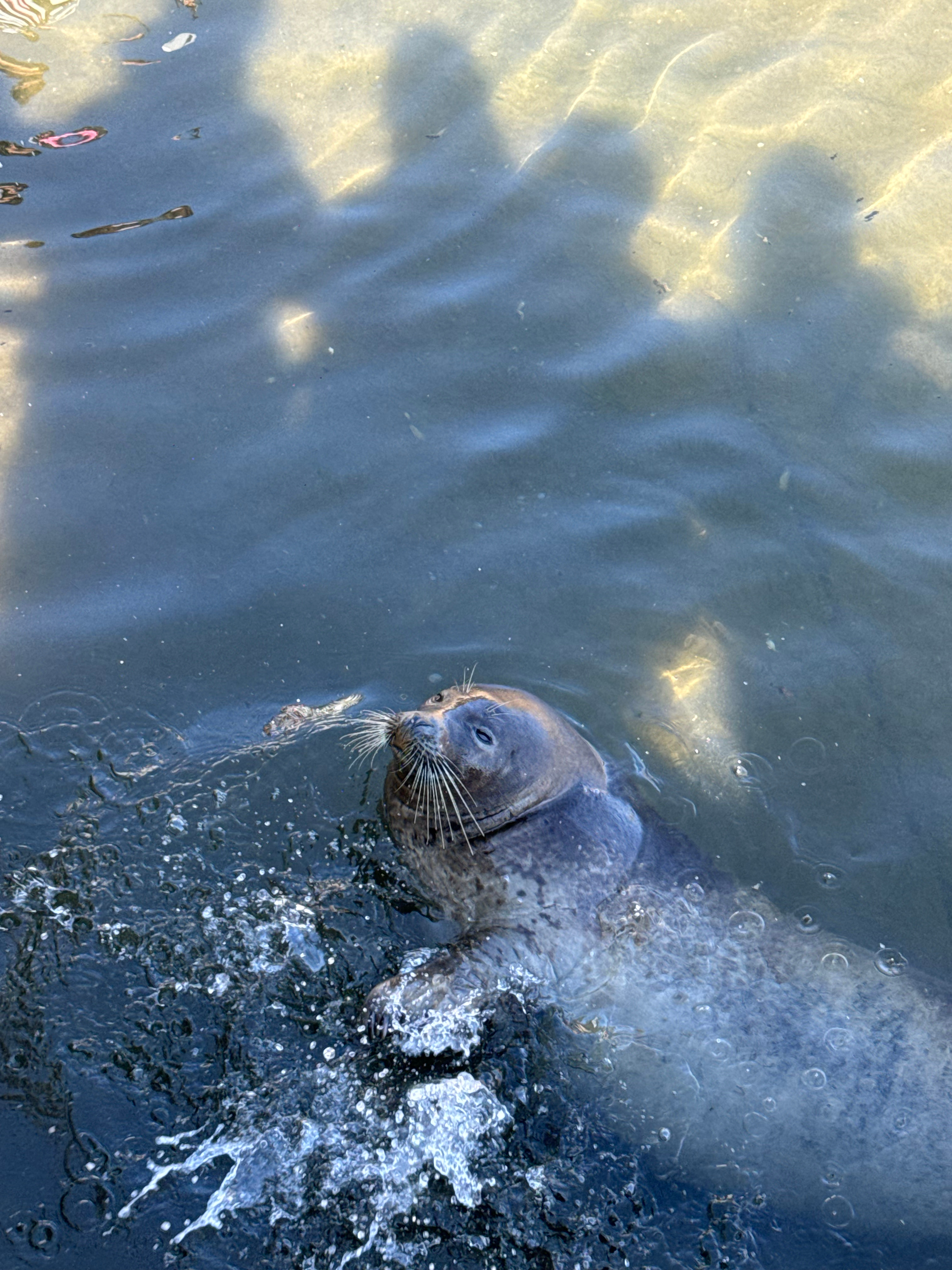 🦭冲不走の大便萌之
🧃苹果市美汁汁儿
🌊来另一个城市看海
想念厦门的天气还能穿裙子
已经没有对出片的渴望
加完班直接开始旅游
或许已经到了适合度假的年纪
上车就是一整个直接入睡
婴儿般的睡眠了属于是
20块钱能打到宝马和哈弗顺风车的城市
说好的遍地185大帅比呢  ​