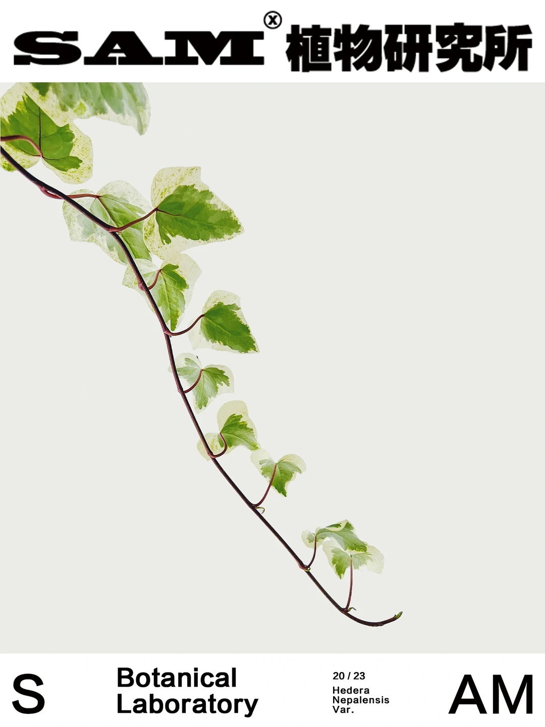 边城 | Hedera Nepalensis Var.