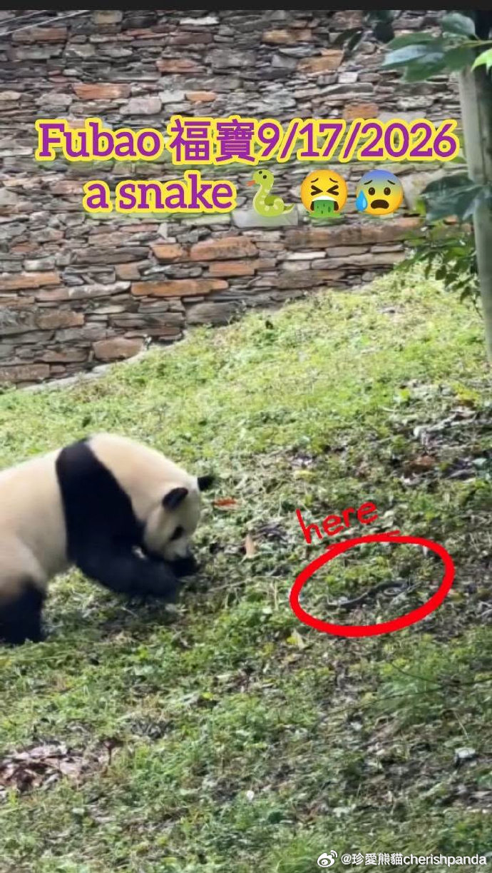 #是福宝呀[超话]#特朗普称获格陵兰岛永久安全控制权## 真珍愛福寶熊貓請真心為她發聲, 我們想看到健康快樂平安的福寶 感謝所有為熊貓發聲的人 If u truely love panda #Fubao please speak up for her ,really appreciated you . .#cherish pandas #珍愛熊貓 #China ​​​
