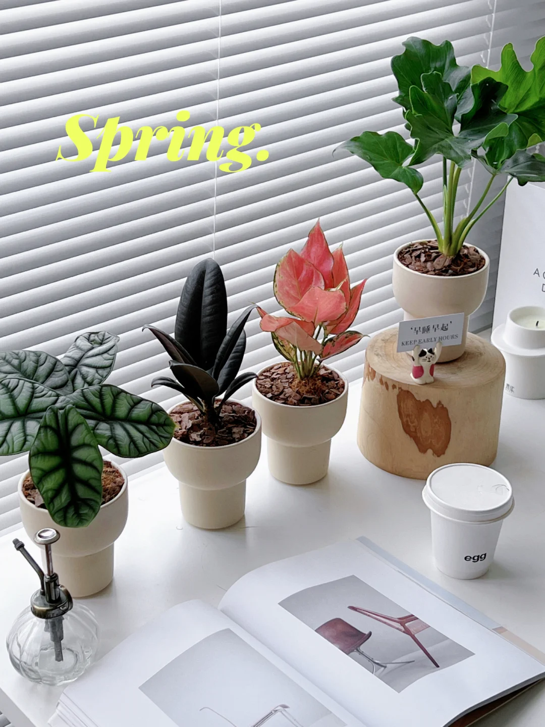 植物改造家｜20元就可以把春天带回家！