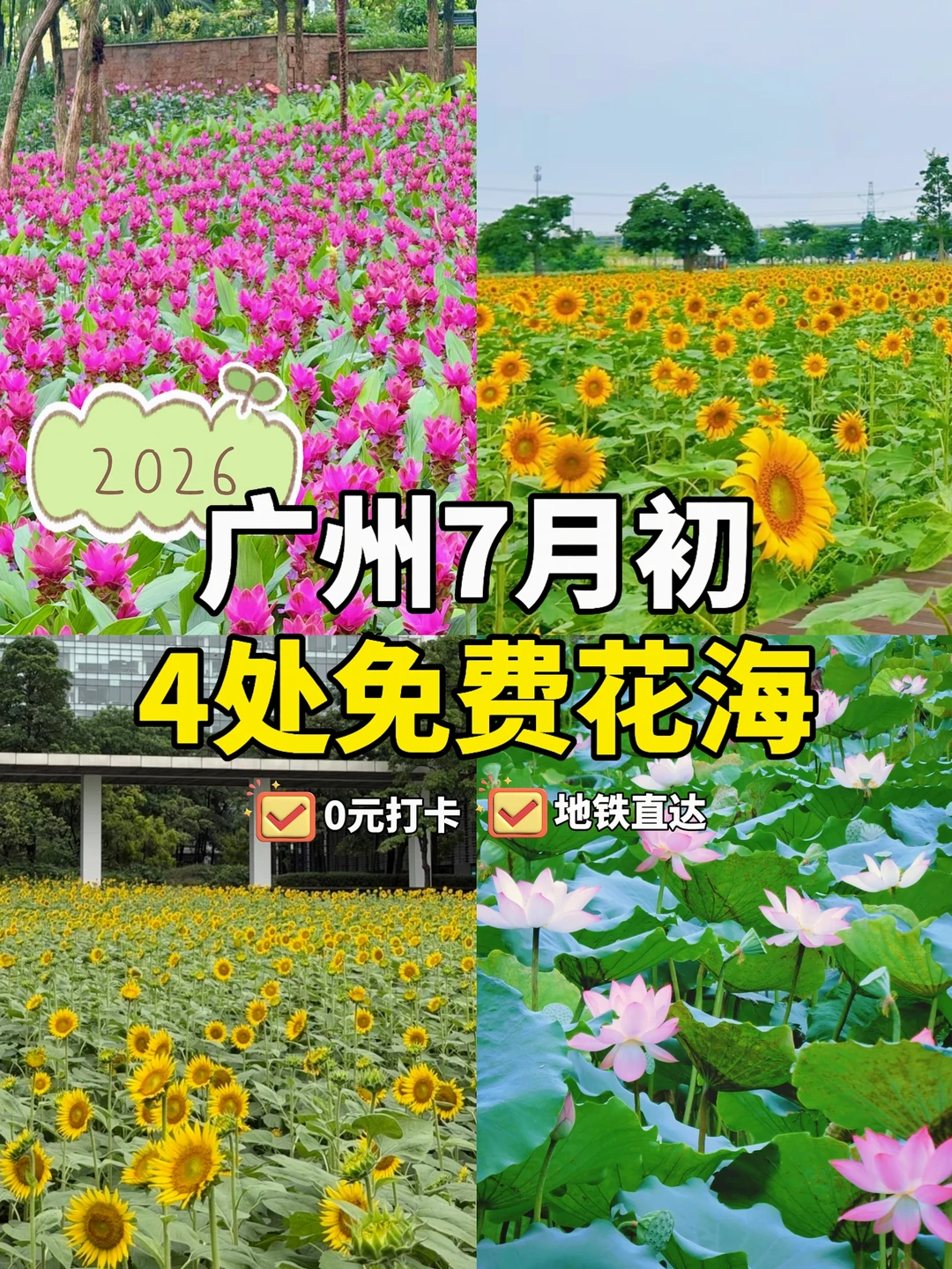 🌸广州7月初，4处免费花海～