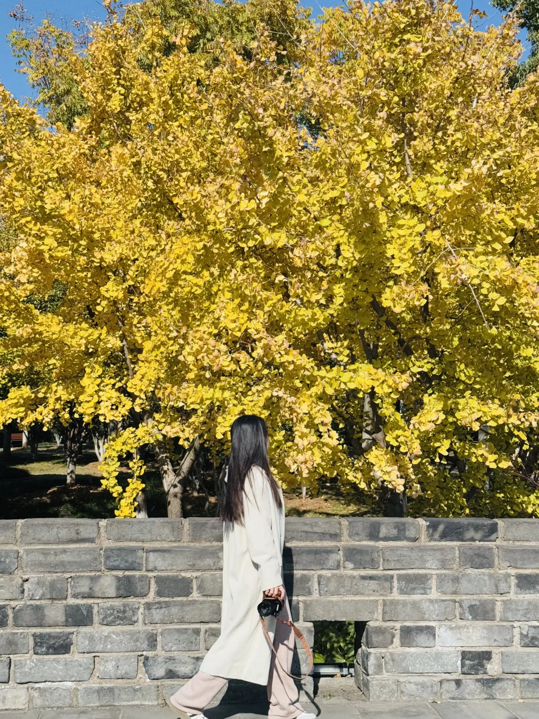 被武汉的银杏美哭！今日实拍live图