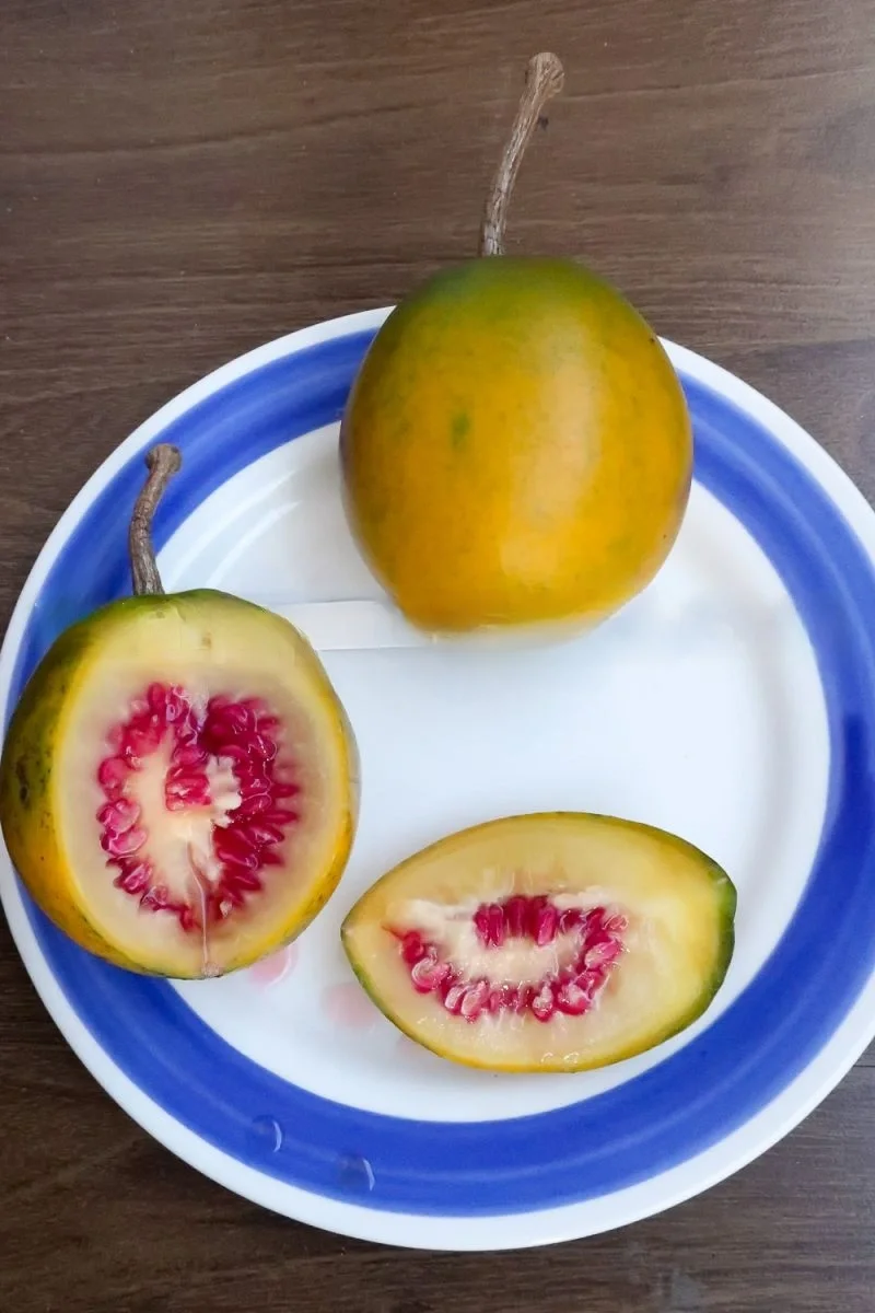 哥伦比亚白花茄Cyphomandra sibundoyensis